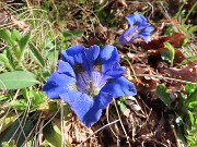 Spettacolo di fiori ai prati della Pigolotta di Valtorta-12apr24  - FOTOGALLERY